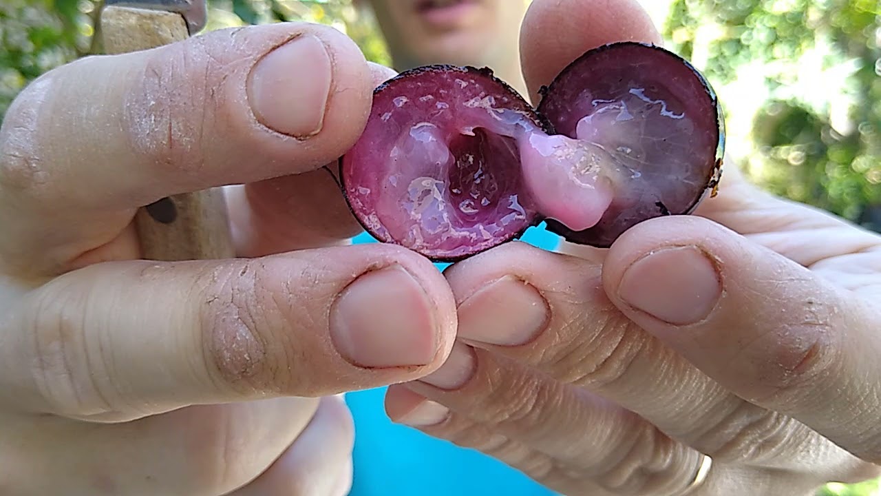 jaboticaba peruana