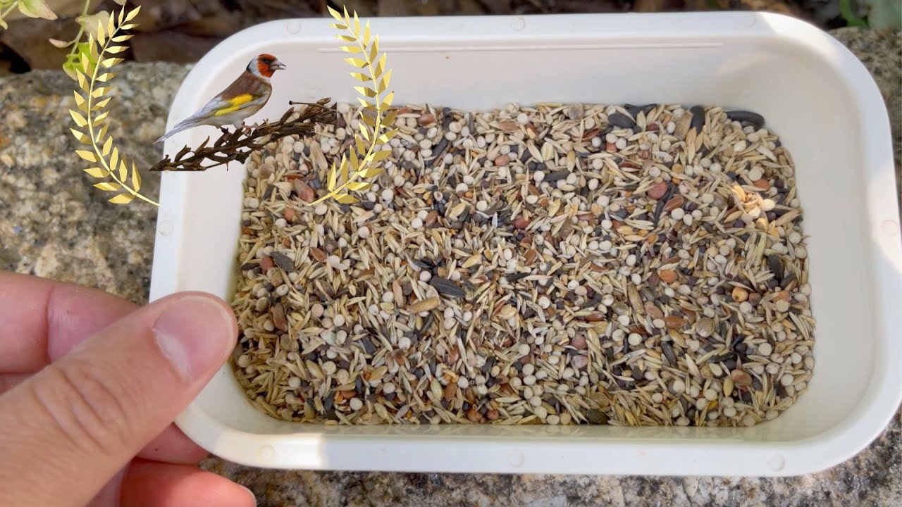 Alimentacion jilgueros - Jilgueros y su alimentación - semillas