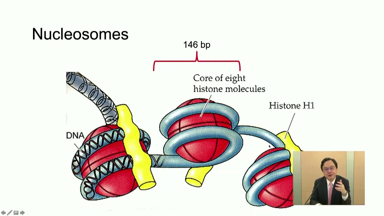 PL4.1 - Cell-free DNA in Plasma: Coming in Different Sizes and Shapes