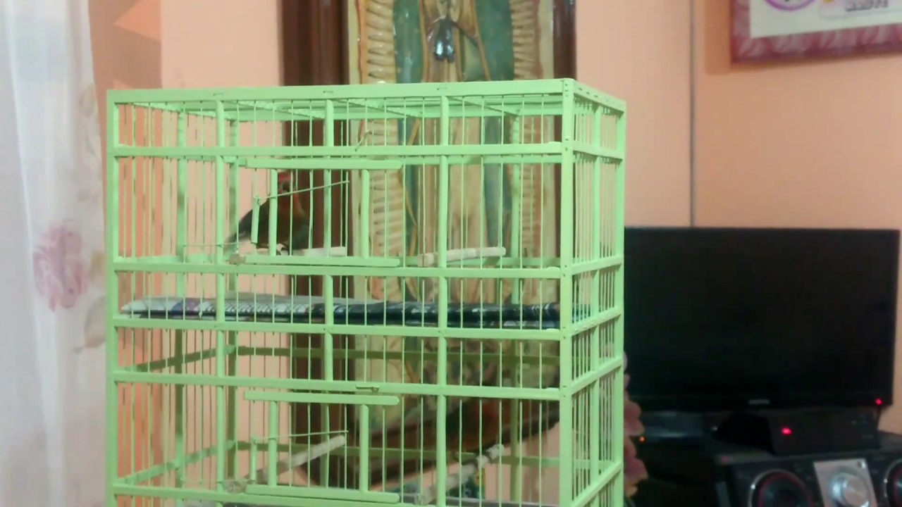 Cruza de canario con gorrión cantador