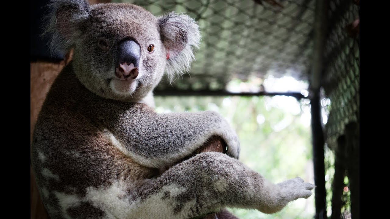 This week at Friends of the Koala 1-3-2021