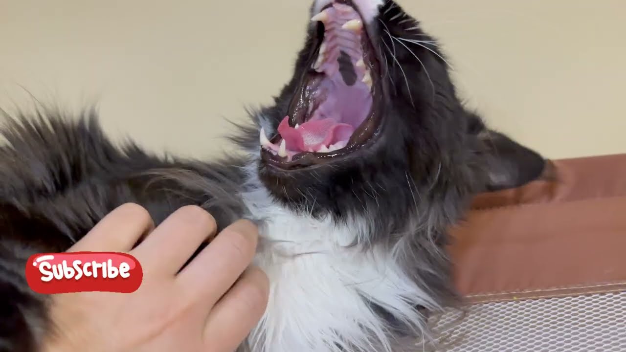 ASMR Petting a Big Black Cat 🖤 | Relaxing Purrs & Gentle Sounds