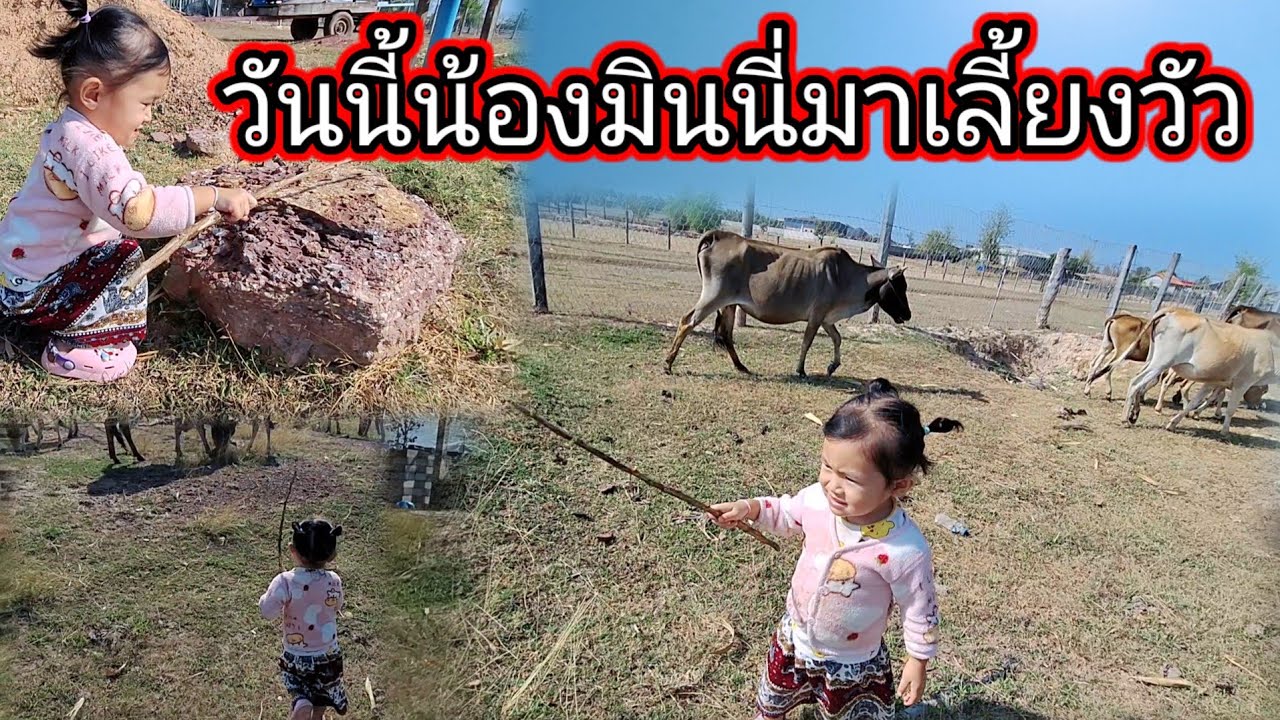 วันนี้น้องมินนี่มาเลี้ยงวัวอยู่ที่บ้านใหม่ 8 มีนาคม ค.ศ. 2026