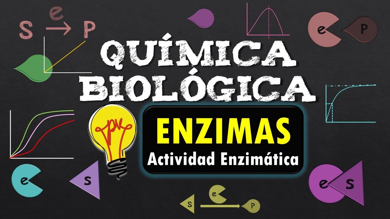 ENZIMAS📌Actividad Enzimática 🧪QUÍMICA BIOLÓGICA📌- Química Orgánica
