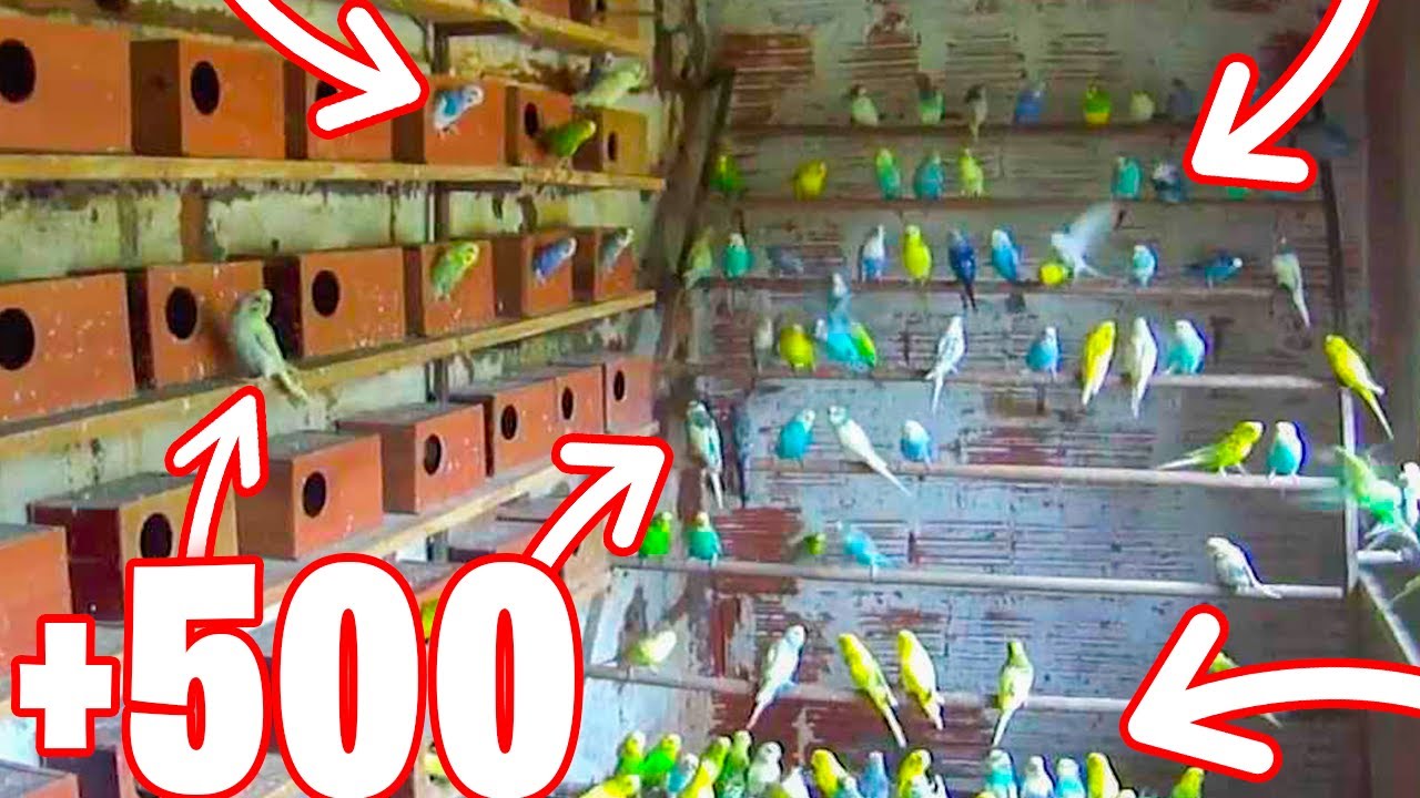 AVIARIO DE PERIQUITOS EN BRASIL