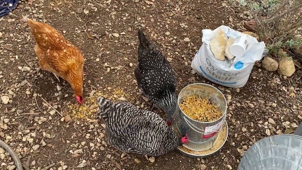 Chicken Feed Review: Kalmbach Henhouse Reserve