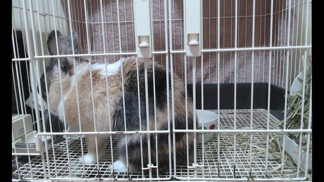 うさぎのミッケくんを見守る配信　#うさぎ　Broadcasting to watch over rabbits　#Rabbit