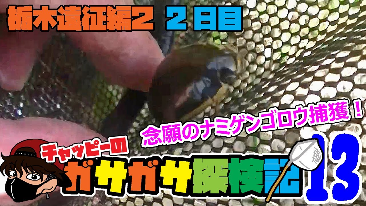 【チャッピーのガサガサ探検記】#13 ついに念願のナミゲンゴロウ捕獲！