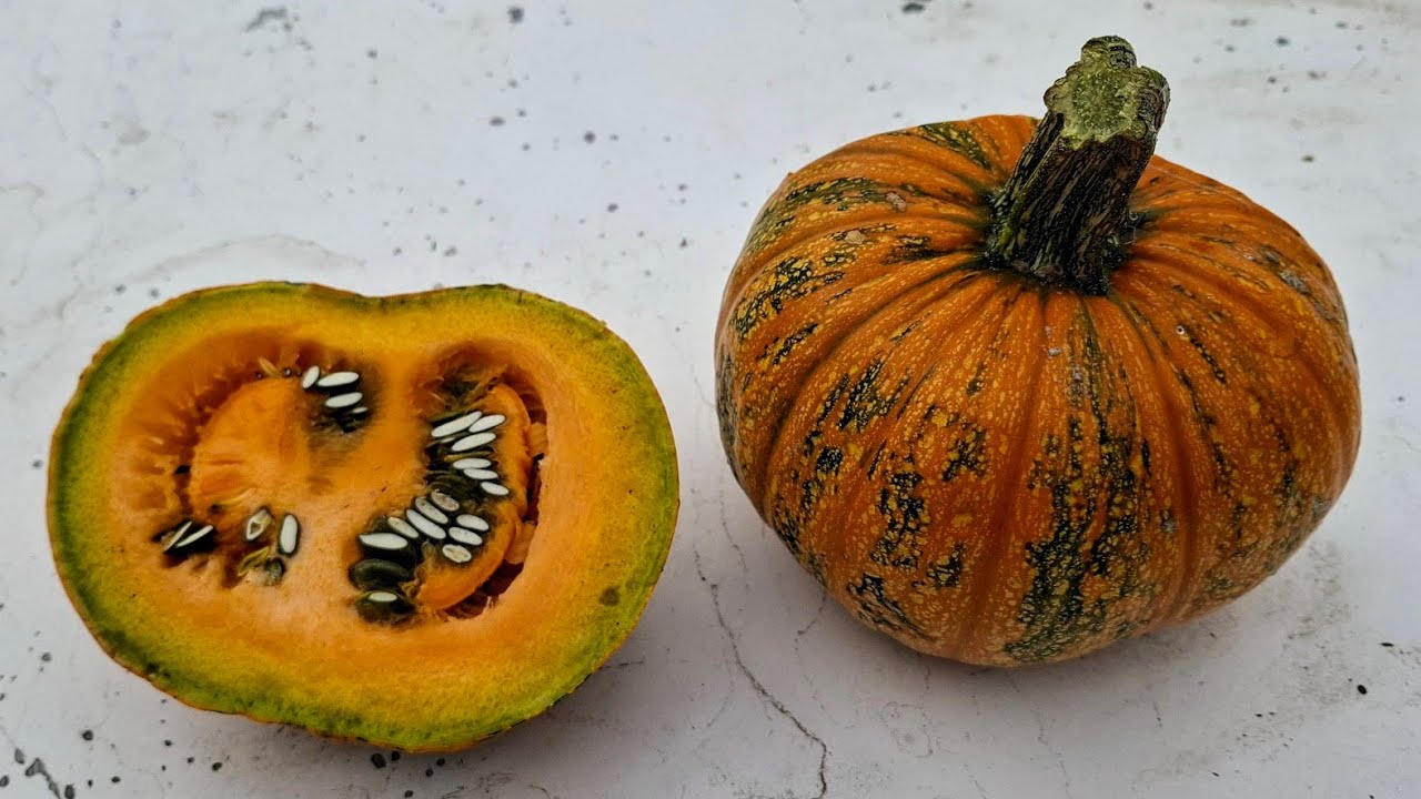 Styrian Oil Pumpkin (Cucurbita pepo var oleifera) - the Green Gold of the Habsburgs