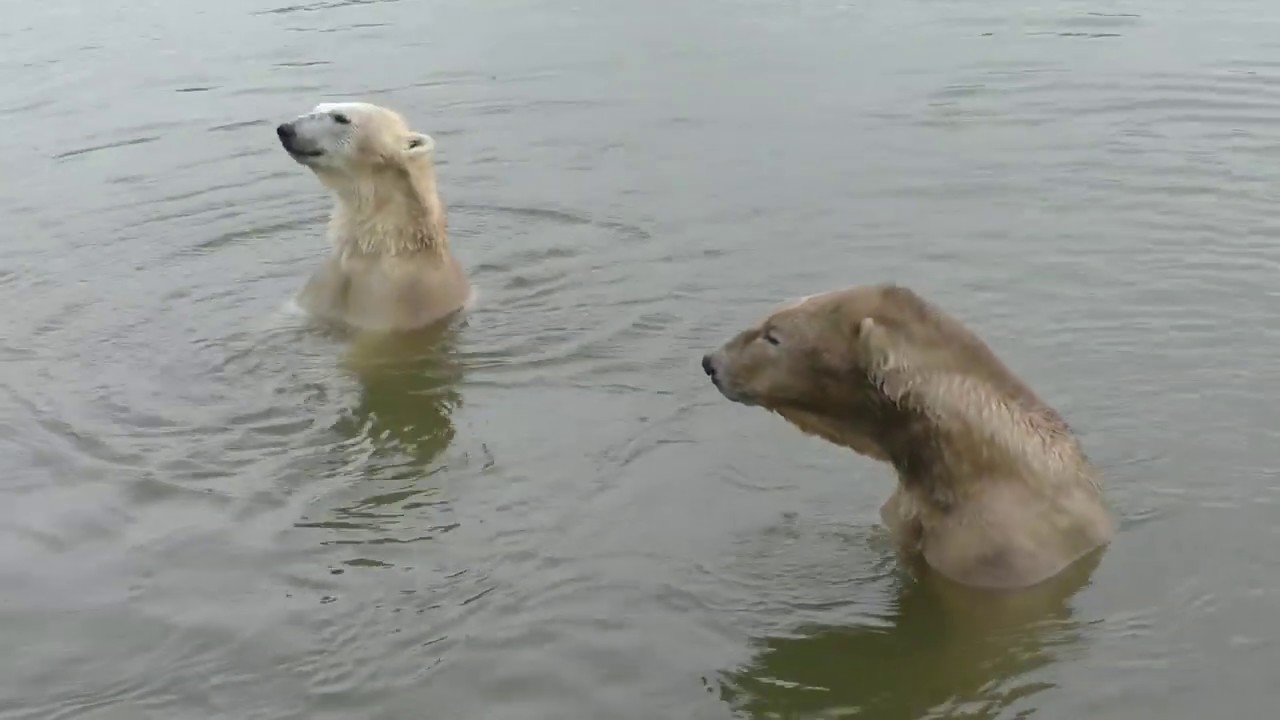 Siku, Nuno, and Boris (Ivan), three polar bears in Skandinavisk Dyrepark, Denmark