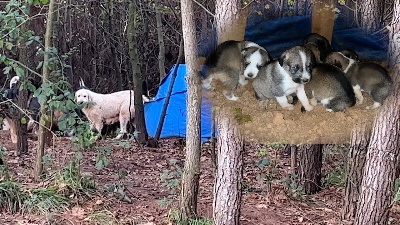Korkutulan Anne Köpek Yavrularını Ormana Kurduğumuz Otağlara Taşımış | Bizi Görünce Kaçıyor