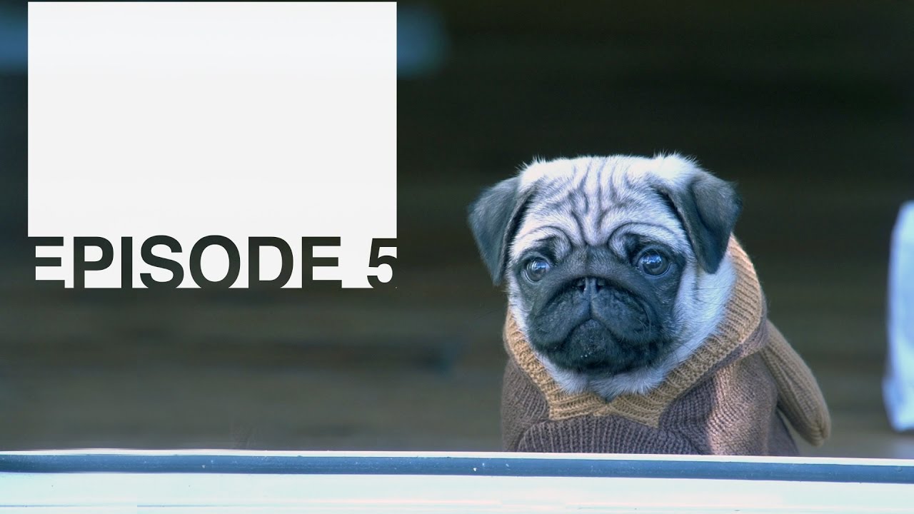 Captain The Puggy - Episode 5 - Pug Puppy Helps With Laundry