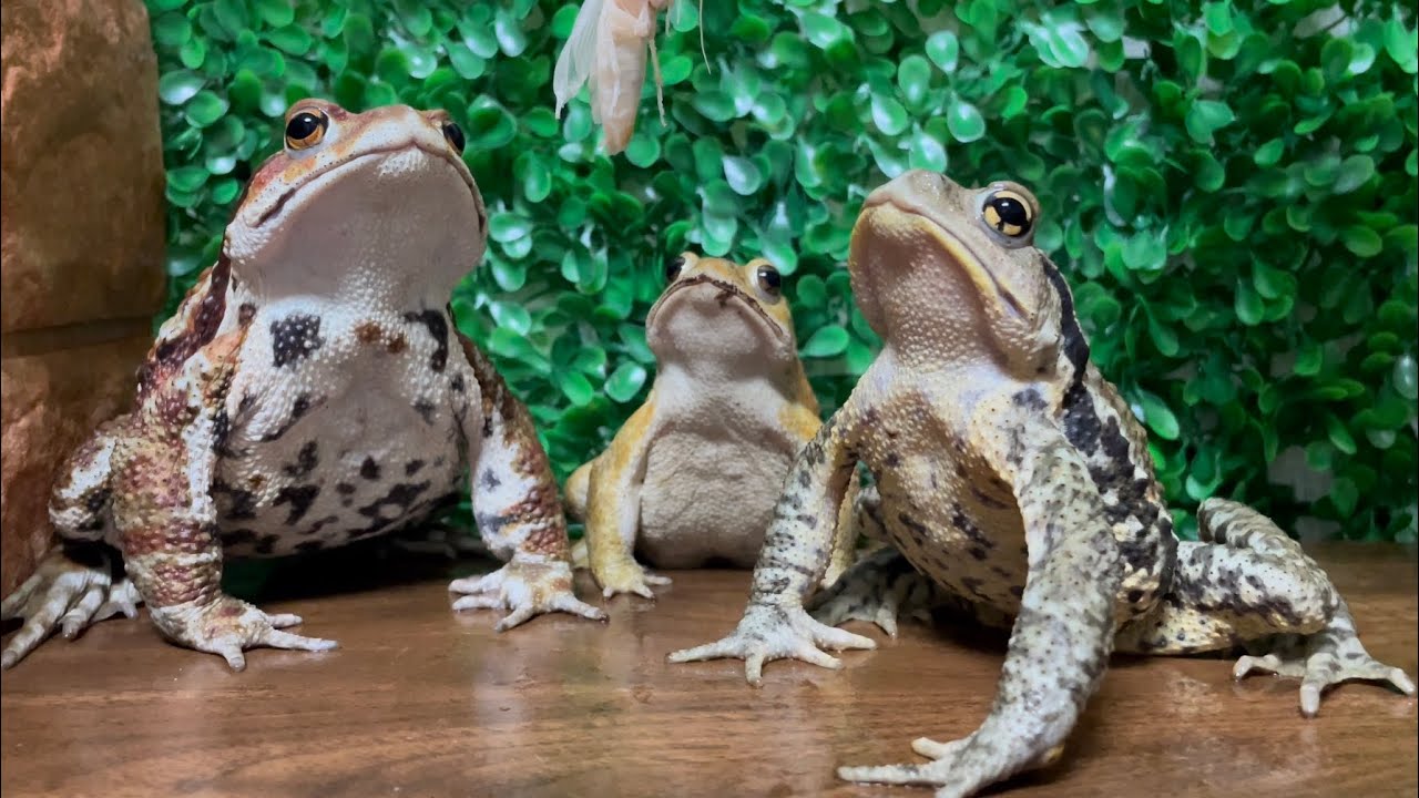 You’ll never find a rainbow if you’re looking down. (Miyako Toad,Japanese Toad,Japanese stream toad)
