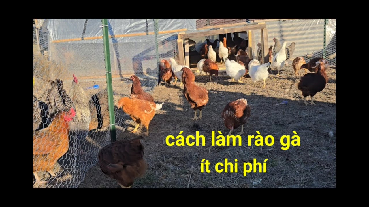 Как построить курятник с минимальными затратами