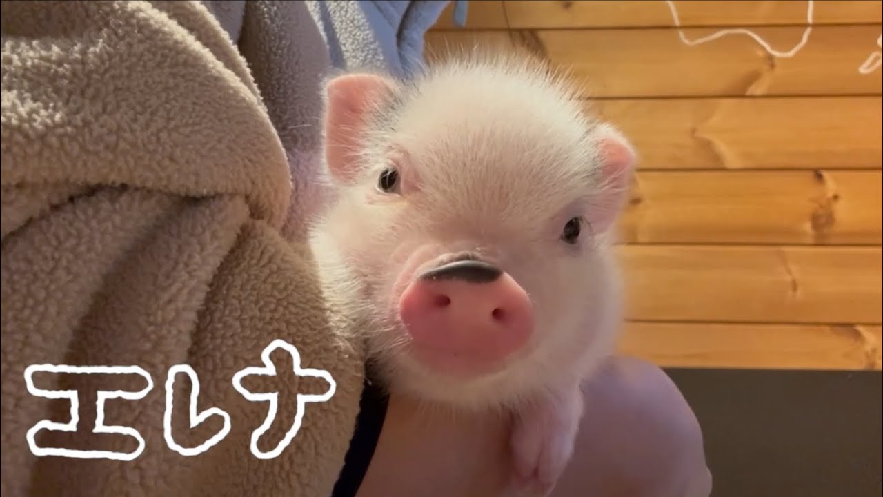 pigちゃん紹介動画〜エレナ Elena〜