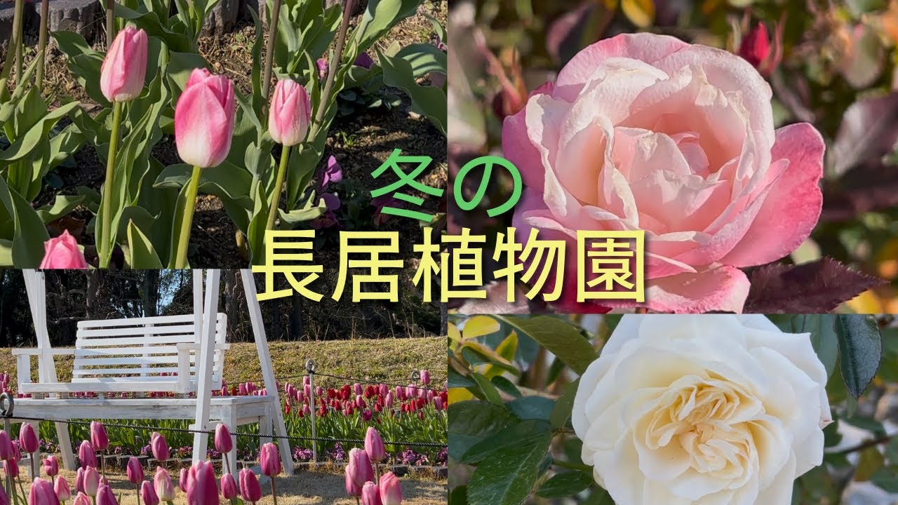 冬の長居植物園【1月23日】