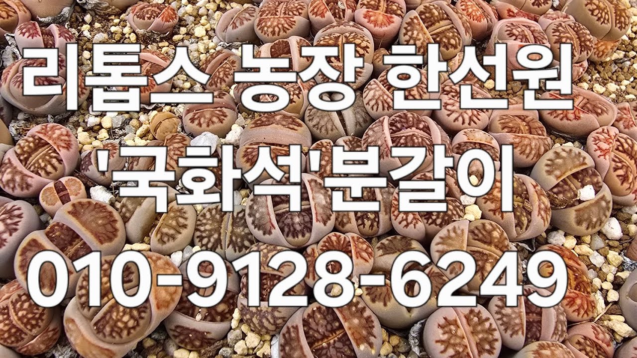 리톱스 농장 한선원 #다육식물 #다육 #다육이 #다육이키우기 #리톱스 #다육이화분 #리톱스키우기 #아프리카식물 #반려식물 #미니식물 