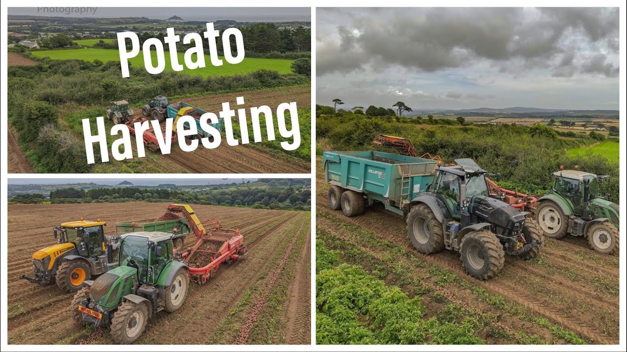 Splattenridden Farms | Potato Harvesting | Cornwall UK