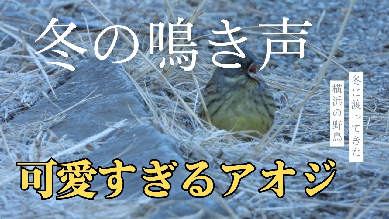 【野鳥観察】冬の横浜・こども自然公園で見つけた可愛い鳥たち｜アオジ、シジュウカラ、ヤマガラなど
