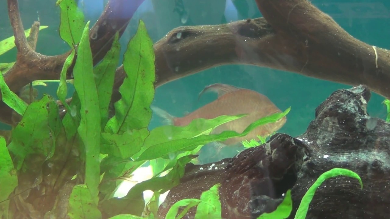 Aquarium Update and Whisper Filter EX45 installation