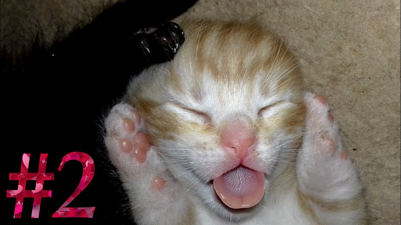 😻Chatons (2/8) - 2ème semaine : âgés de 7 à 14 jours !🐈🐱