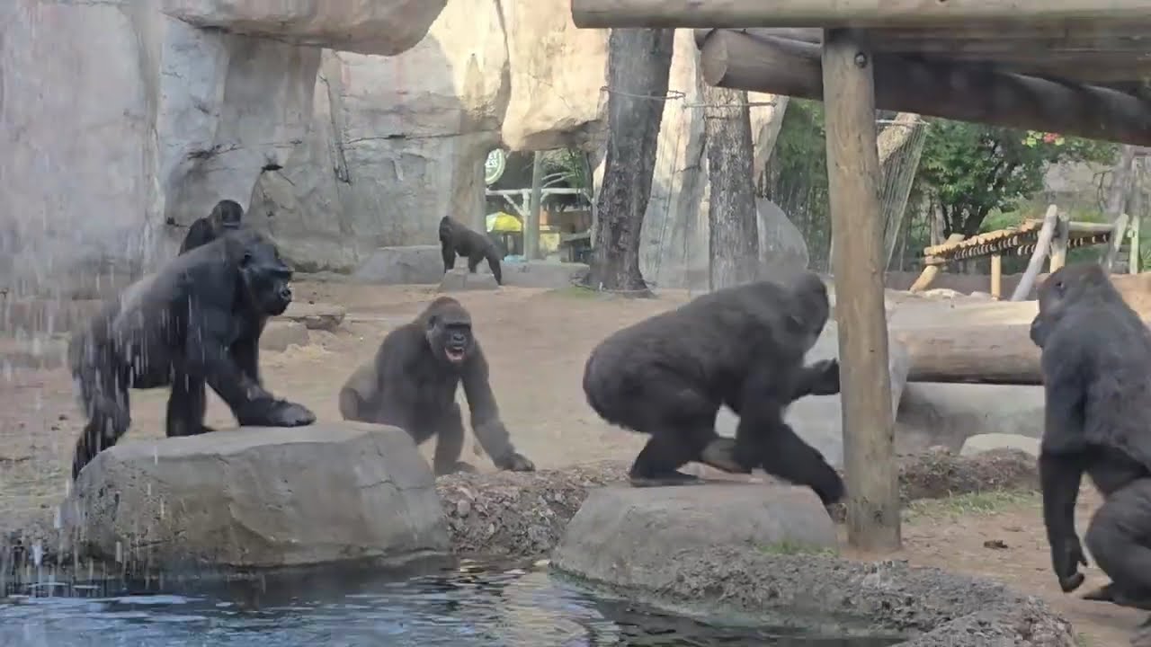 Gorilla fight at Fort Worth Zoo