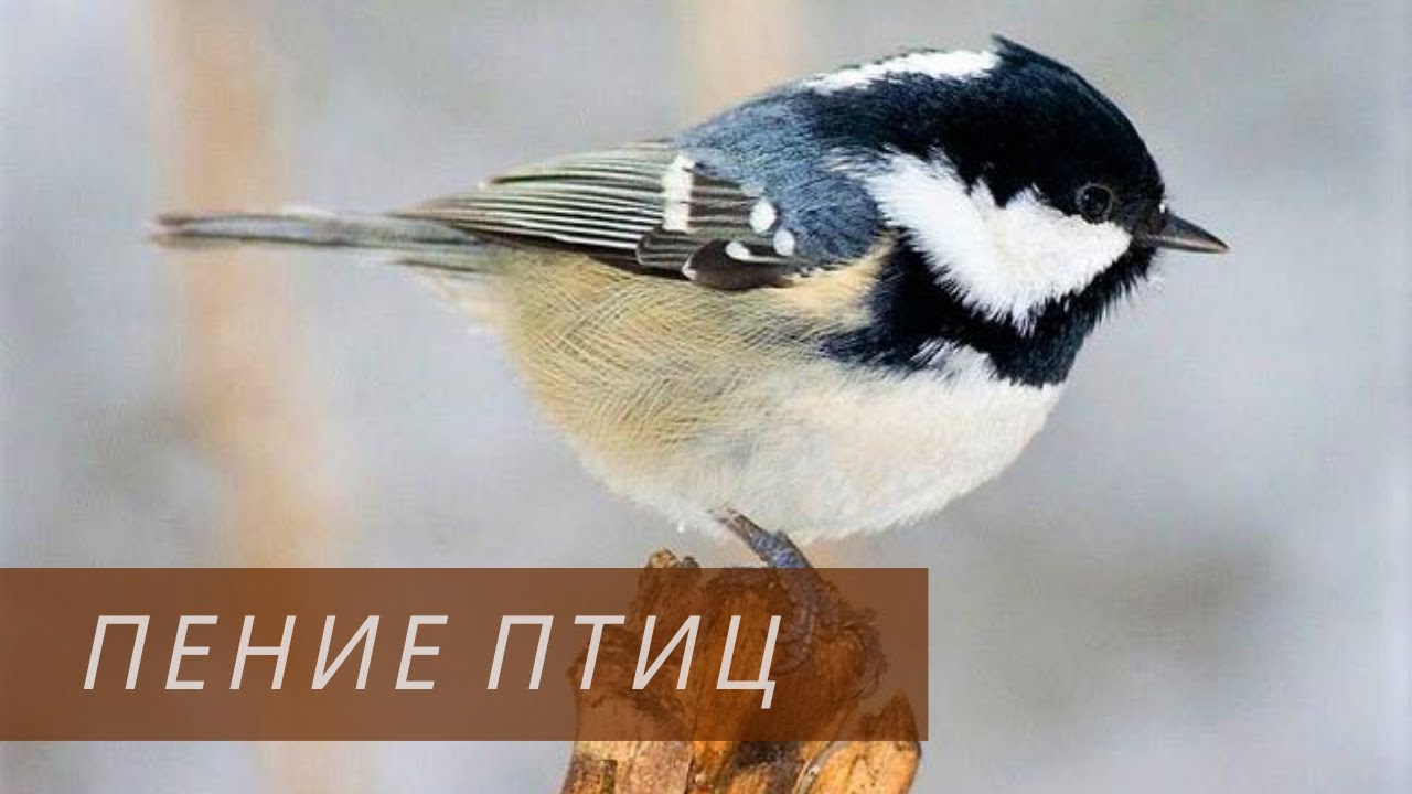 Звуки природы &ndash; пение лесных птиц