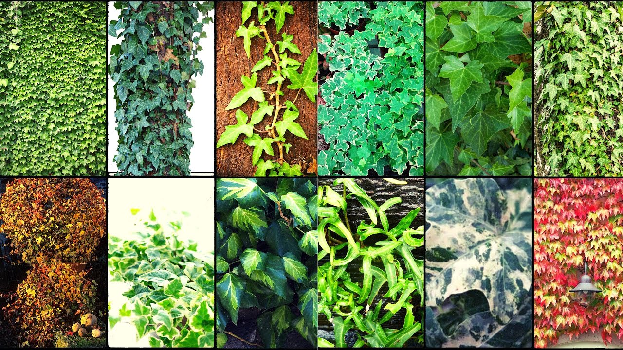 IVY VARIETIES - Plants Weekly