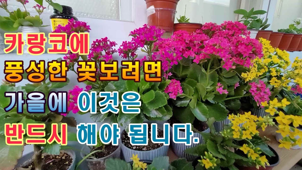 카랑코에 내년에 풍성한 꽃 보려면 가을에 꼭 해주야 하는 것들 카랑코에키우기,영양제주기,단일처리하는 방법