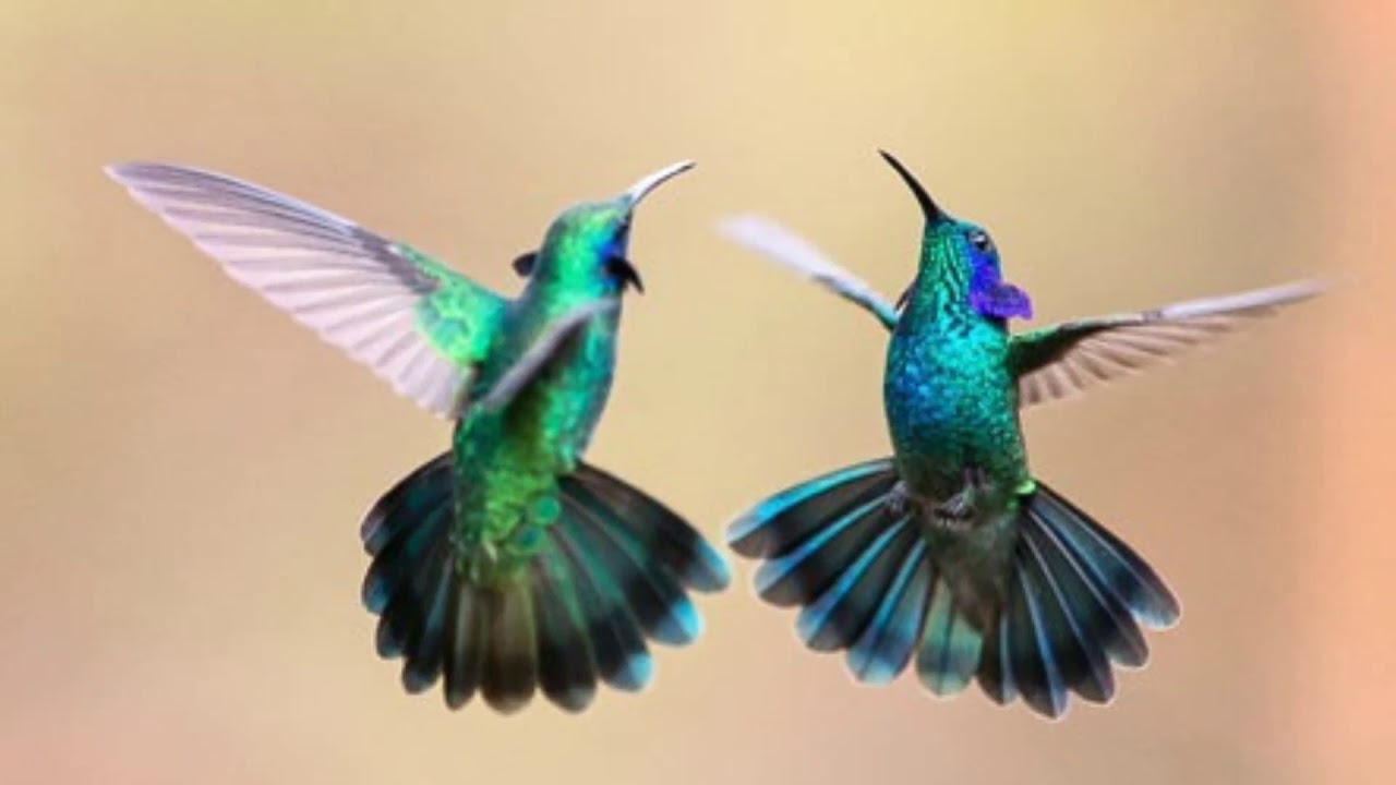 COLIBRI [Hummingbird]  Колибри  Eugene Magalif (Евгений Магалиф)    HEAVEN Flute Duo