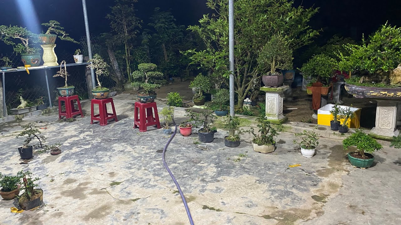 28/2 Gl ae ít mã cây cảnh giá bao ship toàn quốc cần ib em nhé zl 0852139168