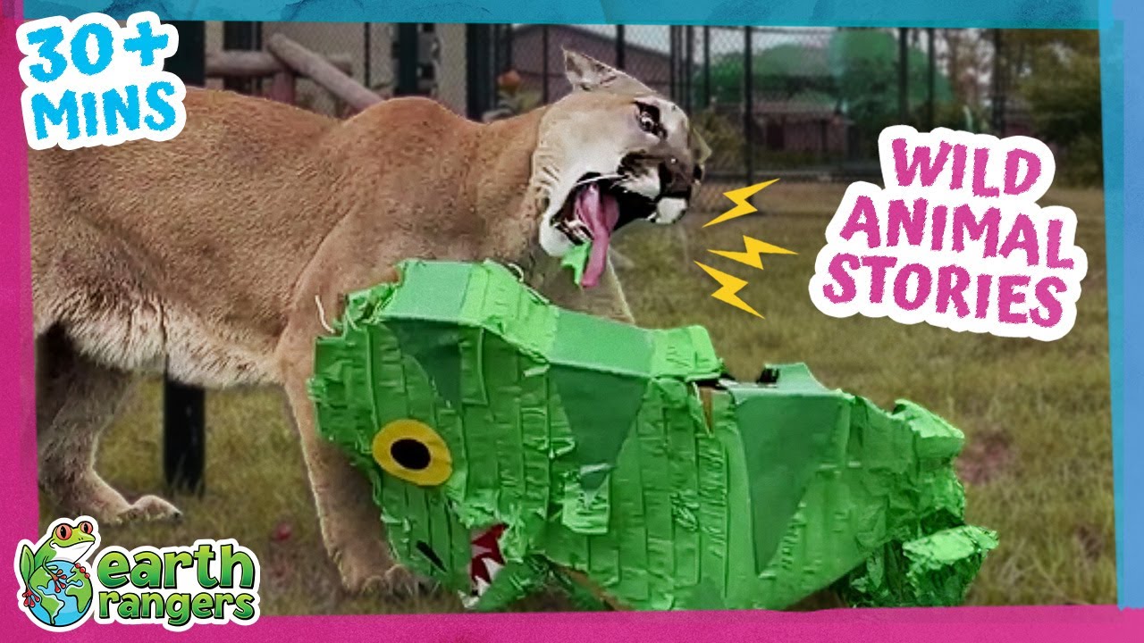 Cougars, Dolphins, Turtles + more! | 30min+ of Amazing Animal Stories | Earth Rangers