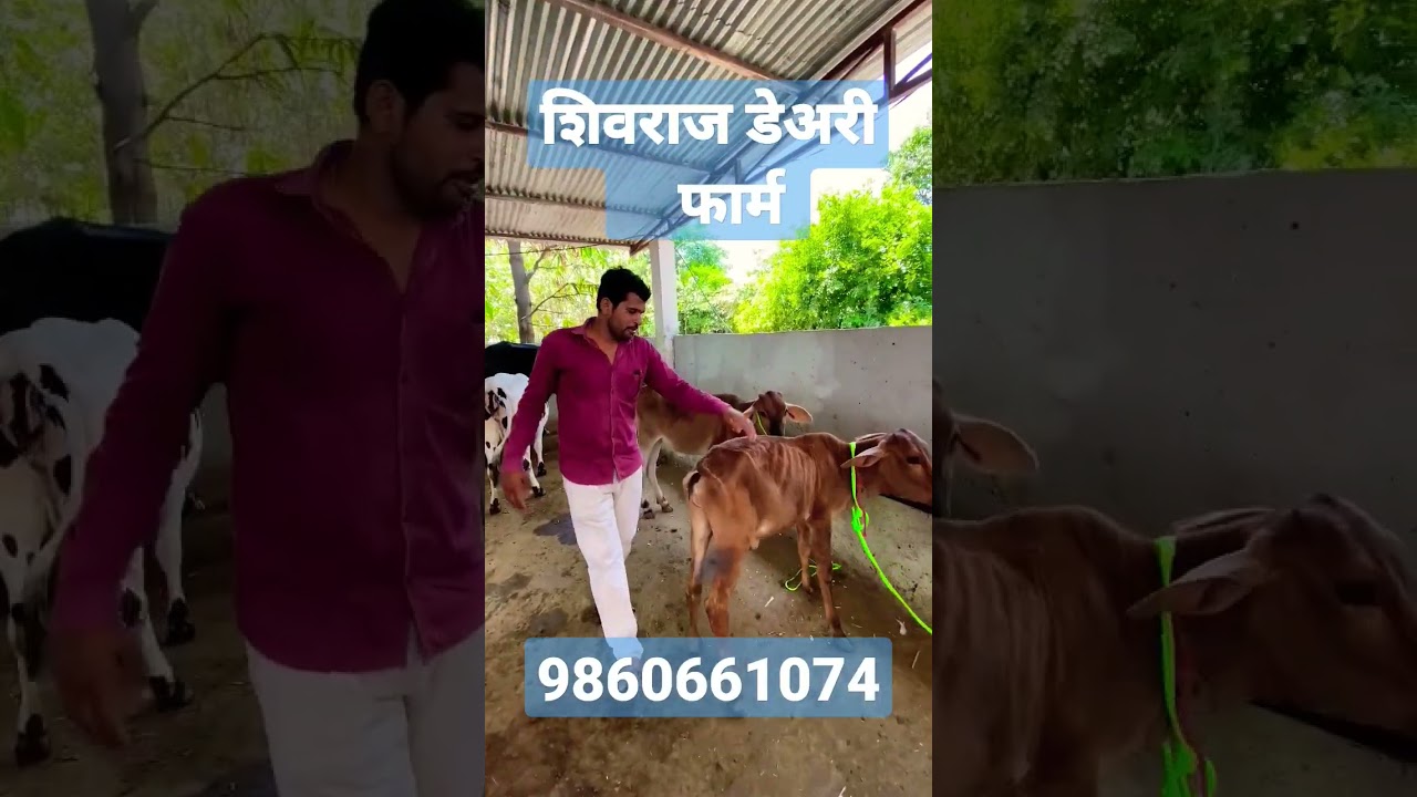 Sahiwal.Rathi only 13000 karvadi available for sale #a2milk #desicow #dairyfarm #cowfarm #sahiwal #cow