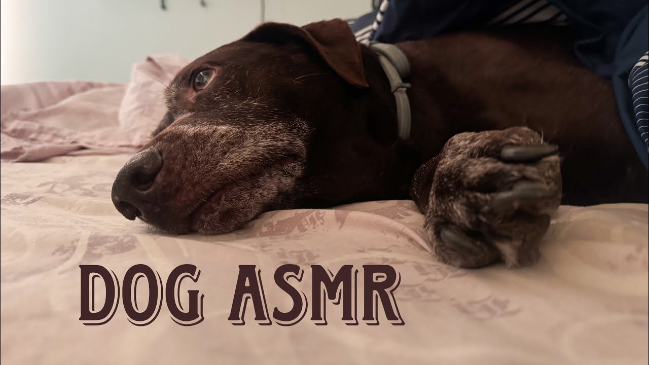she can say my name || relaxing dog petting ASMR