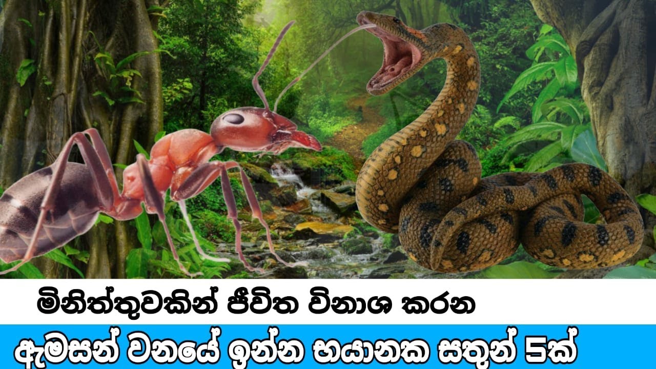 ඇමසන් වනාන්තරයේ සිටින භයානක සත්ත්ව විශේෂ 5ක්/5 dangerous animals in the Amazon rainforest#wishmalowa