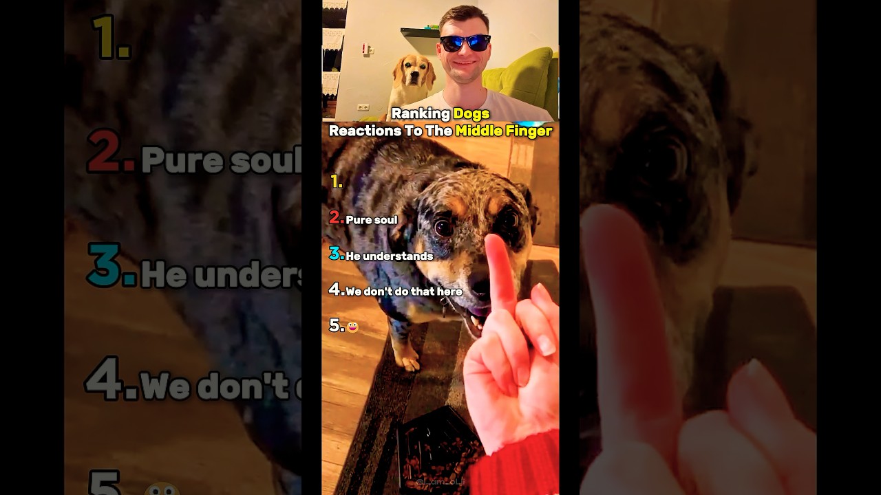 Top 5 Dogs Reactions To The Middle Finger!