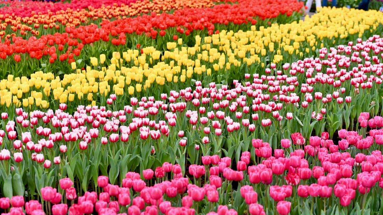 士林官邸鬱金香展CKS Shilin Residence Tulip Festival 2026