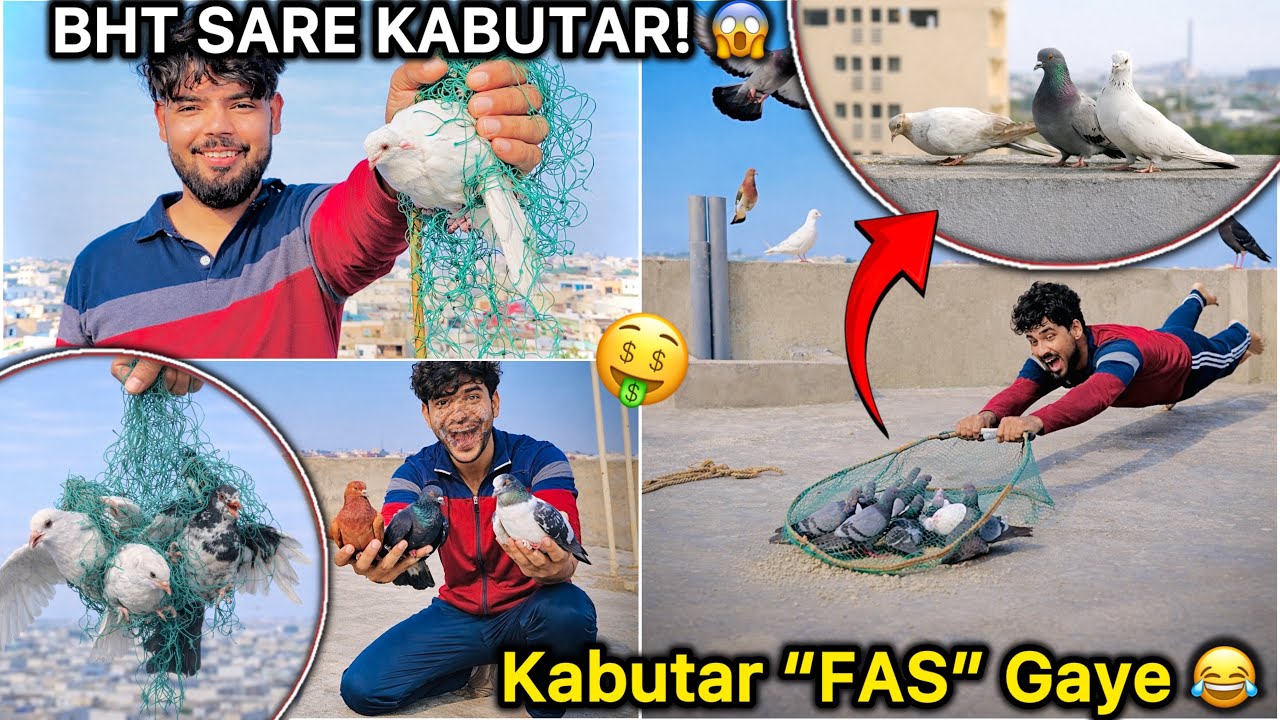 Kabutar Pakadne Ka Mission Successful 🔥|| Bht Sare Kabutar Pakde 🕊️