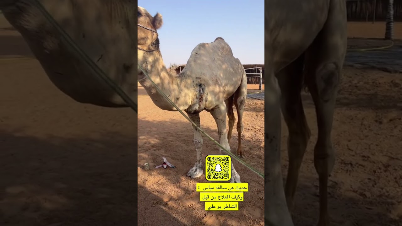 حديث : حميد بن محمد المشيخي : عن علاج الداهيه