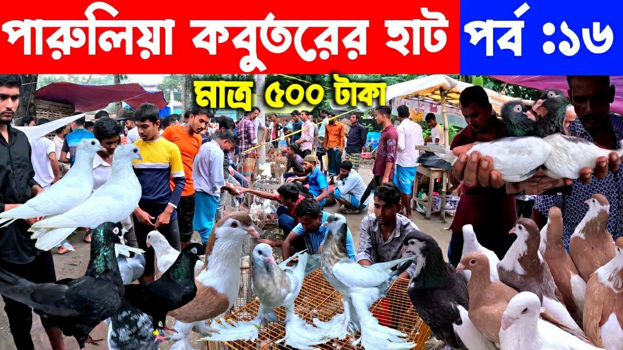 মাত্র ৫০০ টাকা জোড়া কবুতর | kobutor hat 2024 | pigeon market in bangladesh | paruliya kobutor hat