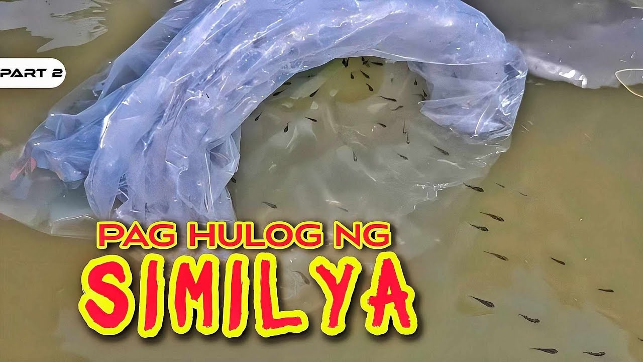 P2-Paghulog ng Similya ng Isda sa Palaisdaan - EP1100
