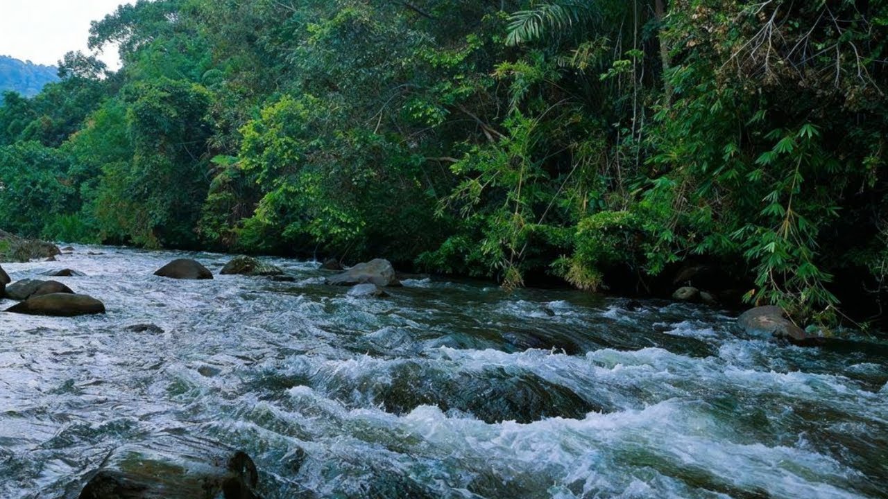 LIVE SERENE RIVER STREAM IN LUSH GREEN JUNGLE, RELAXING NATURE ASMR, CALM WATER, JUNGLE VIBES