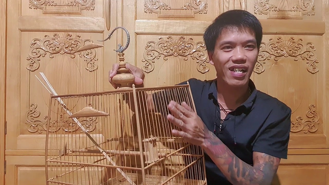 CHIM PHẢI HỢP LỒNG// TẠI SAO LẠI NHƯ VẬY