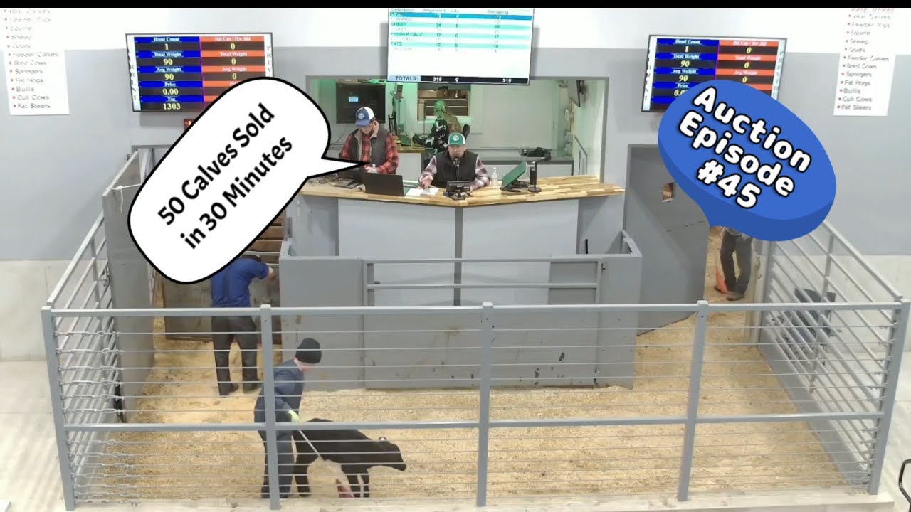 50 Calves Sold In 30 minutes 01/13/2026