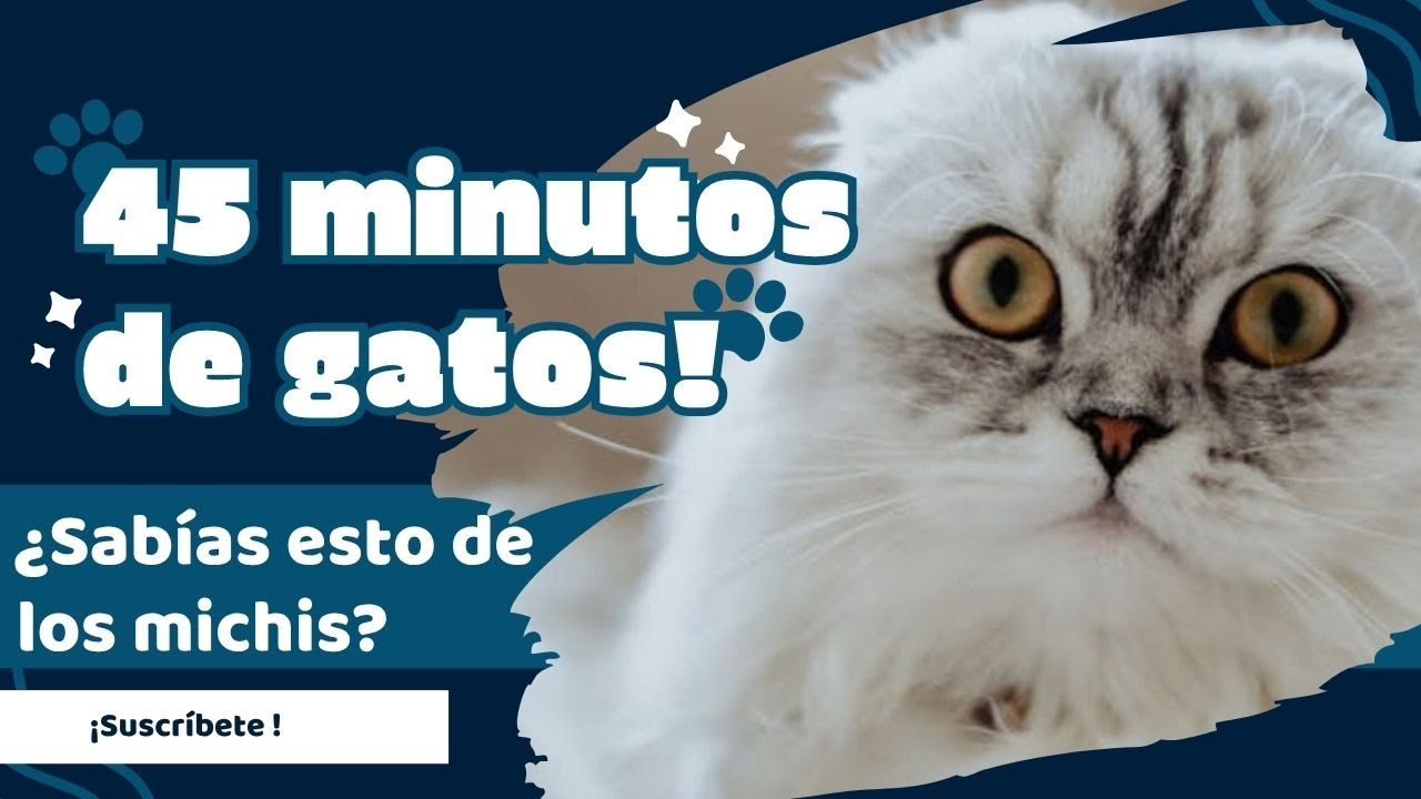 ¿Por Qué Ver Videos de GATOS Te Hace Más Feliz? 😻 | La Ciencia Tiene la Respuesta