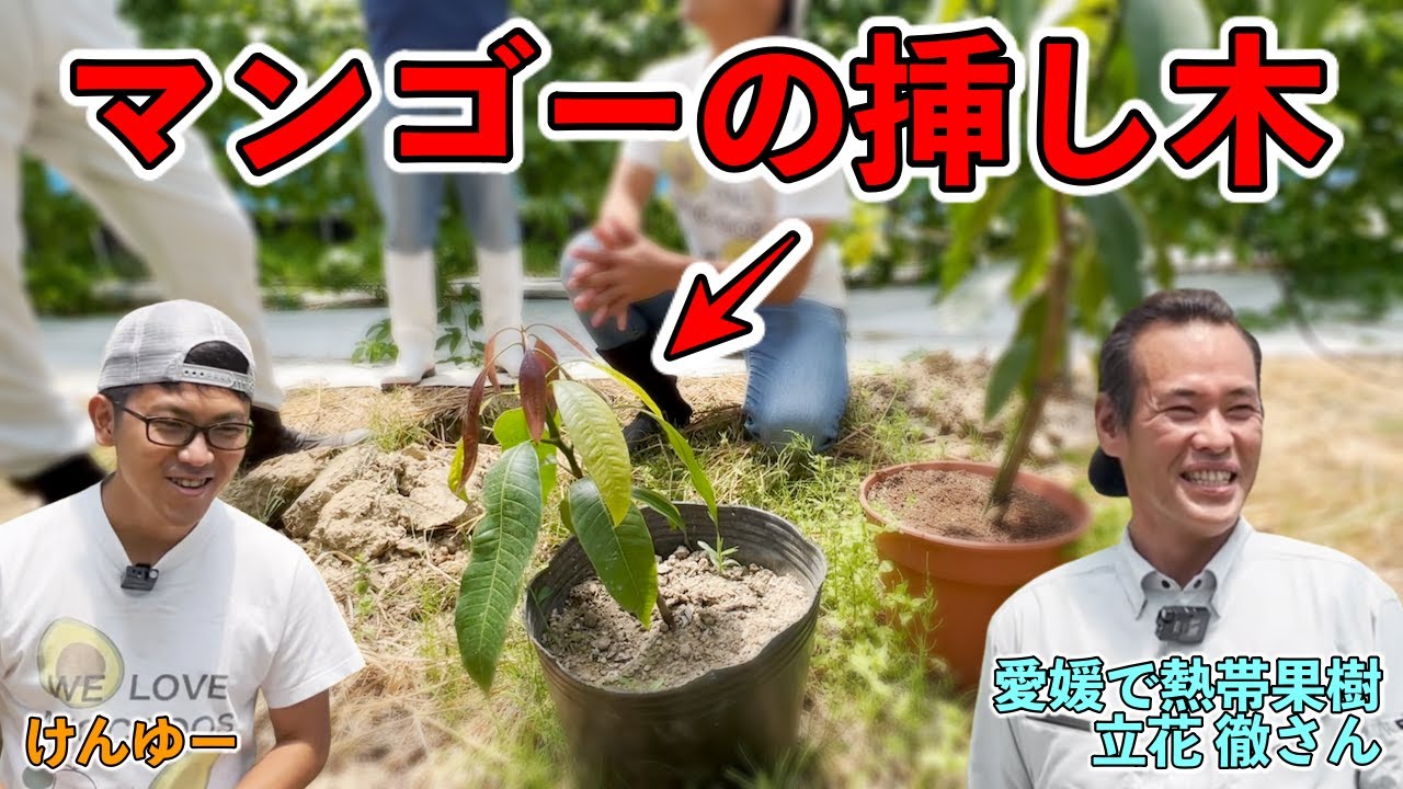 愛媛での熱帯果樹 パッションフルーツ栽培！マンゴーの挿し木成功！【愛媛県宇和島市 立花徹さん】Successful mango cuttings!