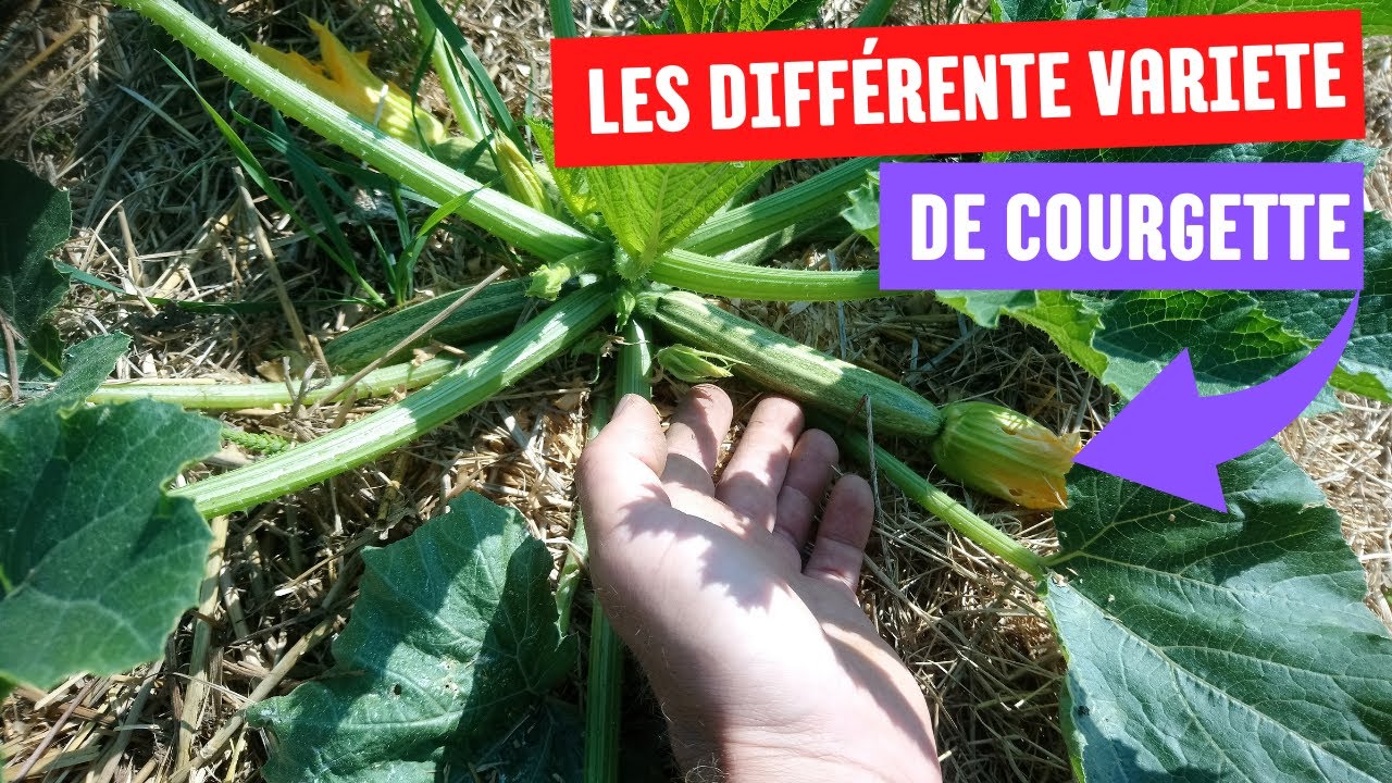 COMMENT SEMER CORRECTEMENT les courgettes