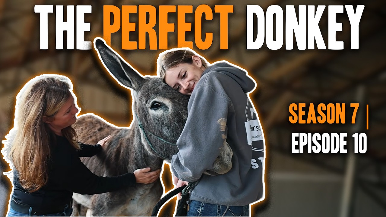 Happy Goodbyes & Sweet Reunions  | Horse Shelter Heroes - S7E10