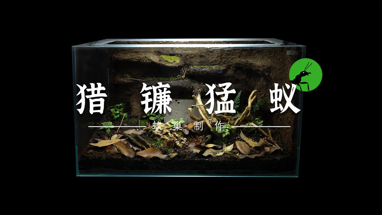 猎镰猛蚁生态巢制作详细过程