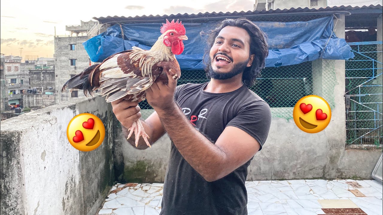 উত্তরবঙ্গ থেকে এনেছি মুরগি । নতুন পোষা প্রাণী ।Doggo Sage